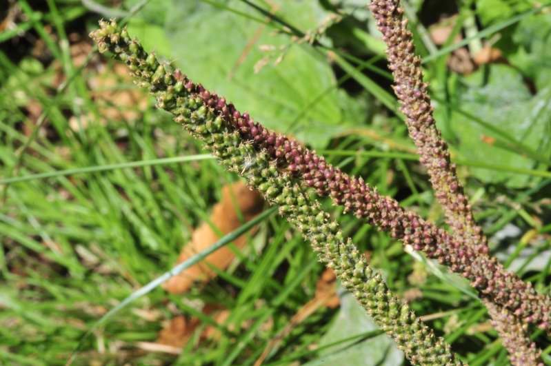 Plantago major / Piantaggine maggiore